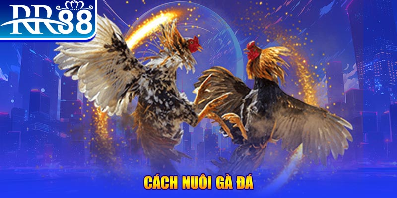 88fc Ws168 Đá Gà