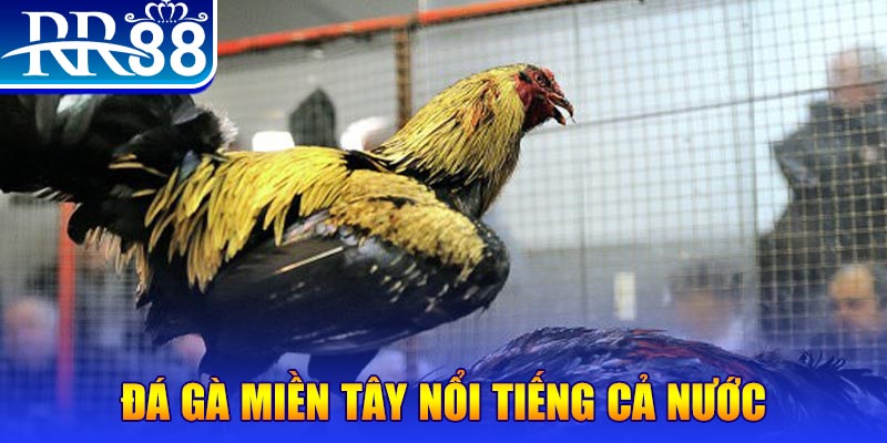 88fc xổ số đại phát