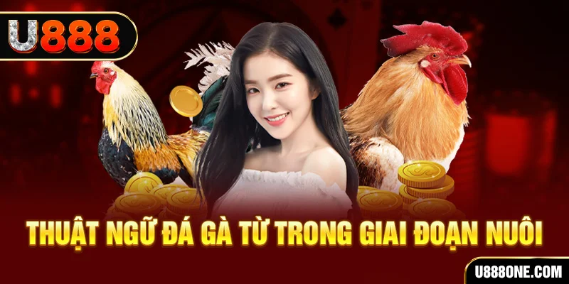 88fc xổ số miền bắc 90 ngày