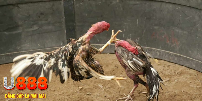 88fc đăng nhập liêng hôm nay